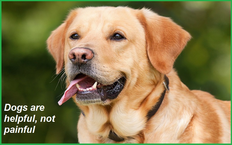 You are currently viewing 50+ Famous Dog Slogans, Taglines And Sayings