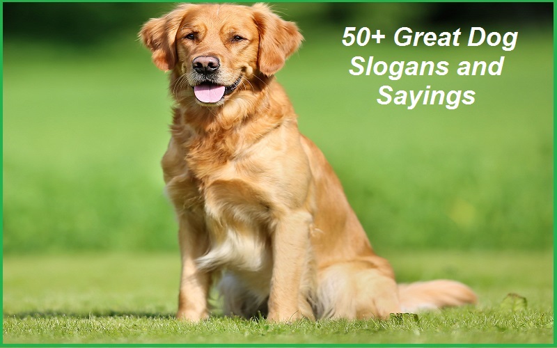 Famous Dog Slogans, Taglines And Sayings